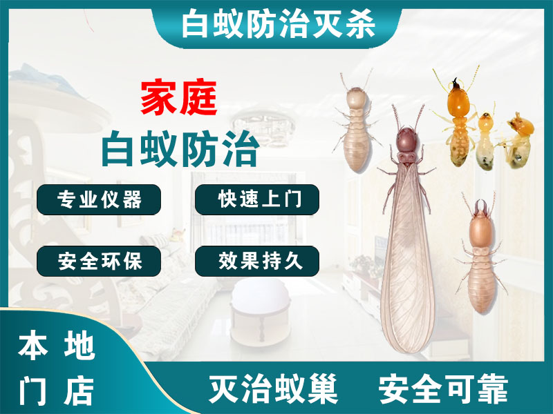 连云家庭白蚁防治