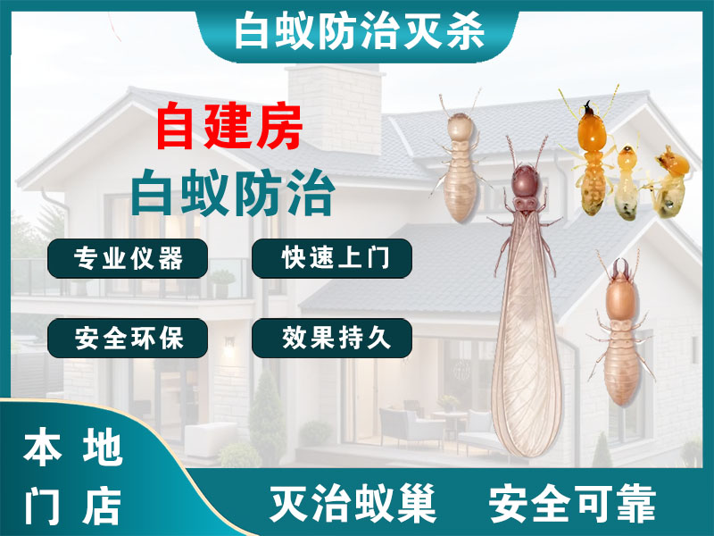 连云自建房白蚁防治