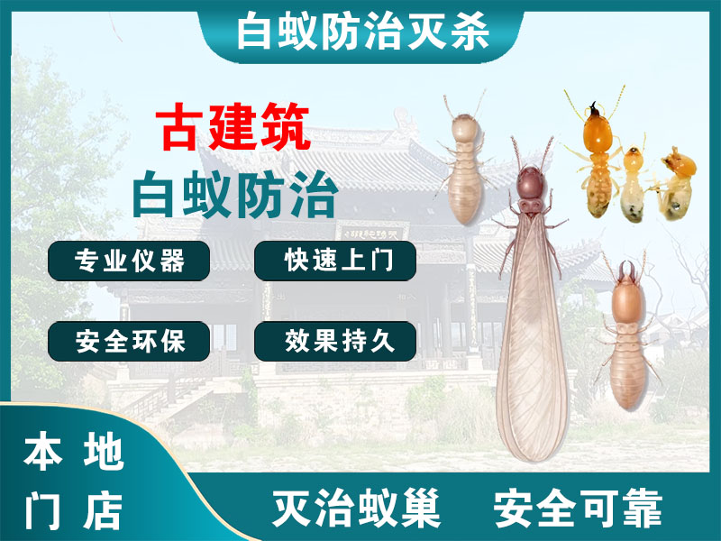 连云古建筑白蚁防治